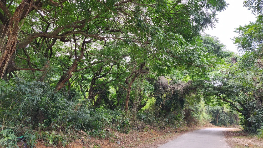 Cận cảnh rừng sến lớn nhất Đông Nam Á ở Thanh Hóa