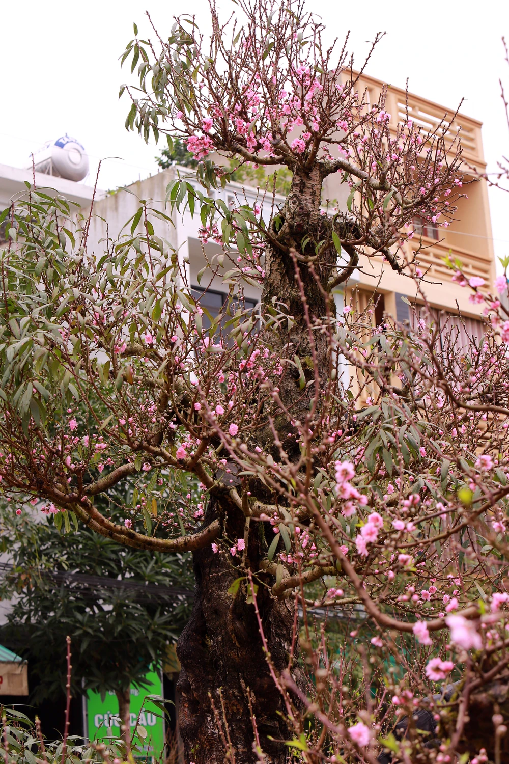 Chiêm ngưỡng cây đào trăm tuổi ở Thanh Hóa cho thuê giá khủng-1.JPG