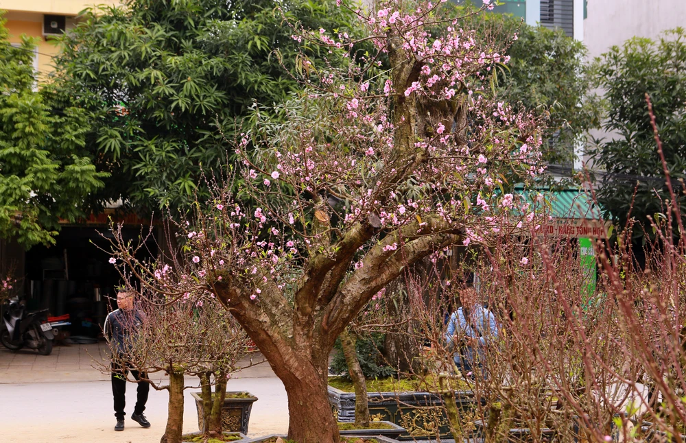 Chiêm ngưỡng cây đào trăm tuổi ở Thanh Hóa cho thuê giá khủng-12.JPG