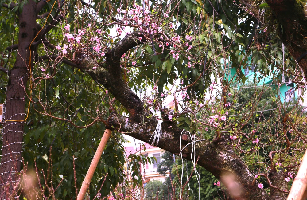 Chiêm ngưỡng cây đào trăm tuổi ở Thanh Hóa cho thuê giá khủng-15.JPG