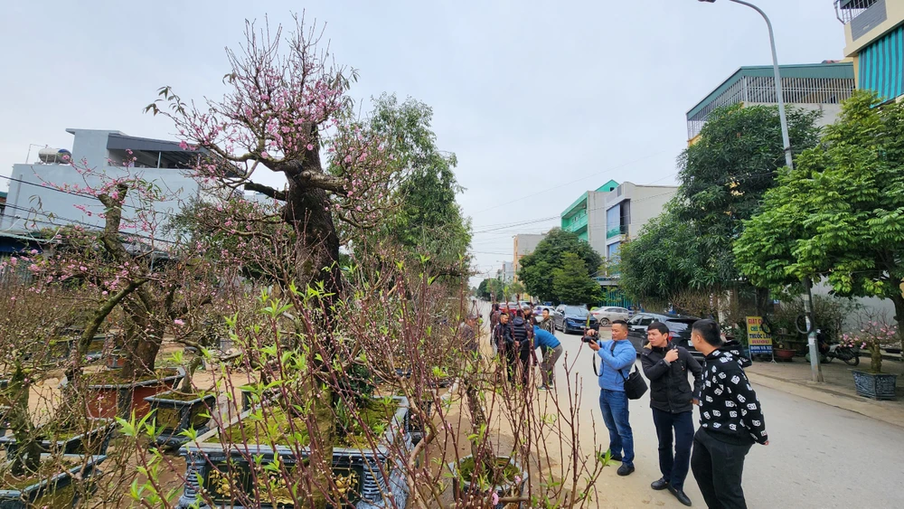 Chiêm ngưỡng cây đào trăm tuổi ở Thanh Hóa cho thuê giá khủng-16.jpg