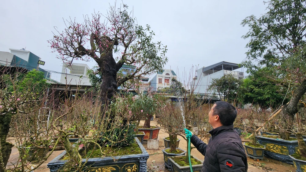 Chiêm ngưỡng cây đào trăm tuổi ở Thanh Hóa cho thuê giá khủng-22.jpg