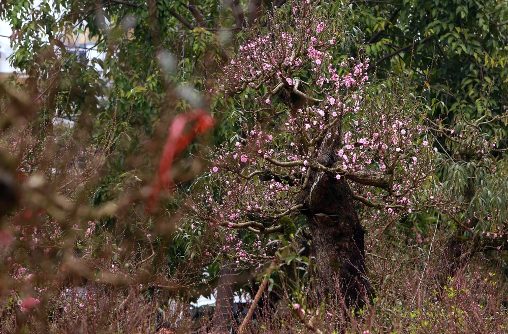 Chiêm ngưỡng cây đào trăm tuổi ở Thanh Hóa cho thuê giá khủng-3.JPG
