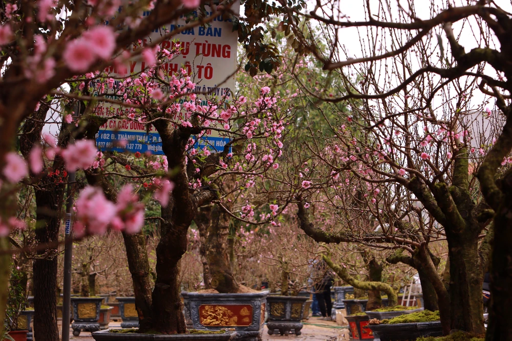 Chiêm ngưỡng cây đào trăm tuổi ở Thanh Hóa cho thuê giá khủng-4.JPG