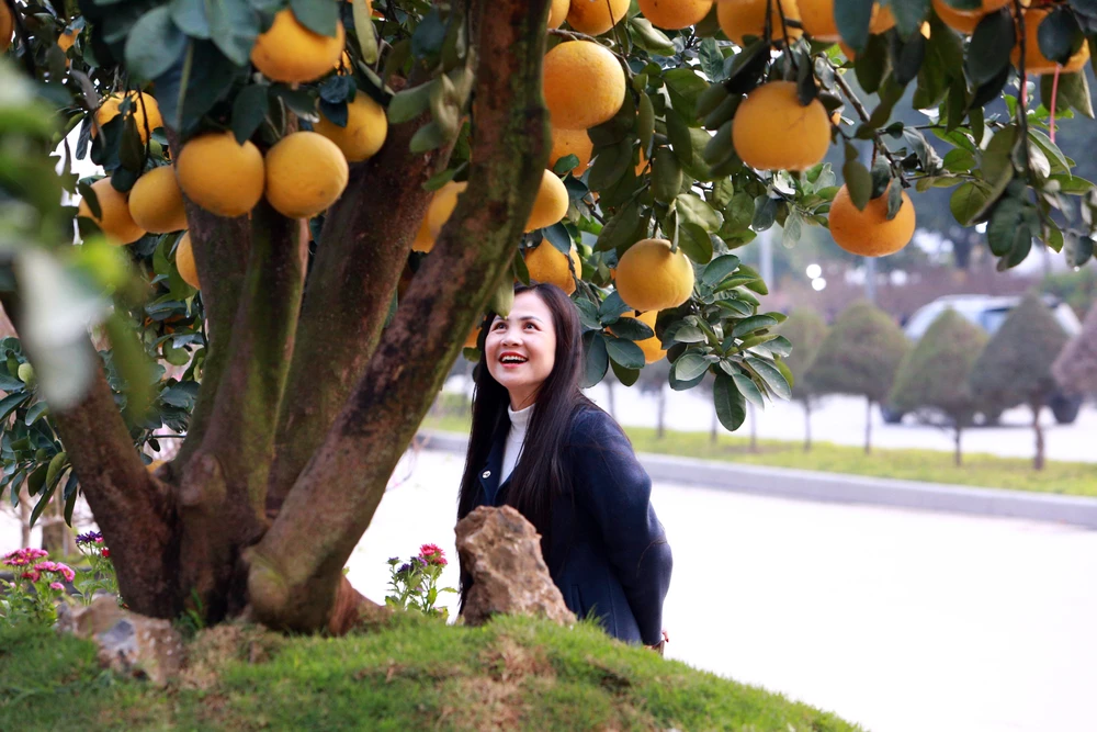 Người dân thích thú với gốc bưởi hàng trăm quả xuống phố ở Thanh Hóa-1.JPG