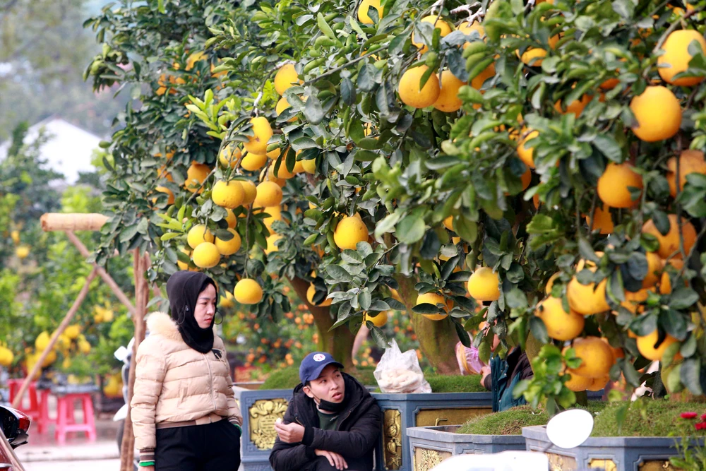 Người dân thích thú với gốc bưởi hàng trăm quả xuống phố ở Thanh Hóa-17.JPG