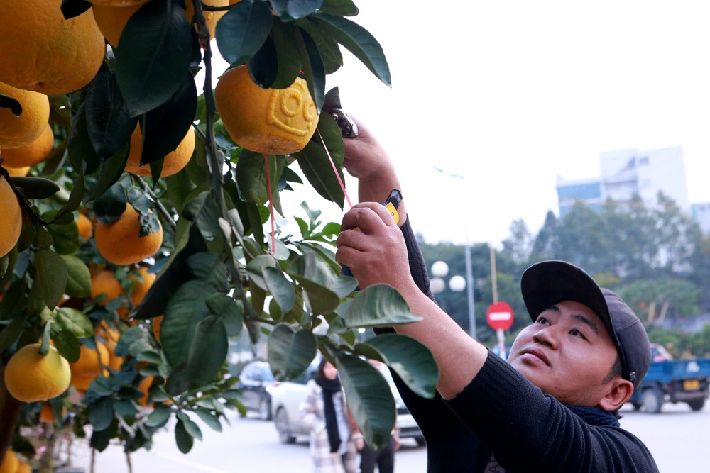 Người dân thích thú với gốc bưởi hàng trăm quả xuống phố ở Thanh Hóa-18.JPG