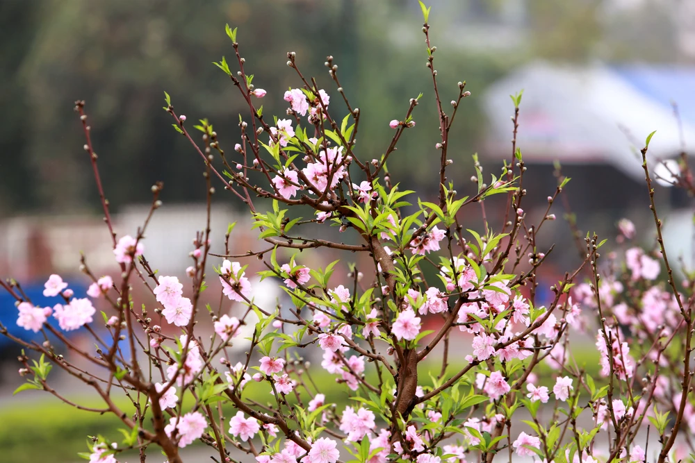 Những phận người mưu sinh ngày cận Tết-28.JPG