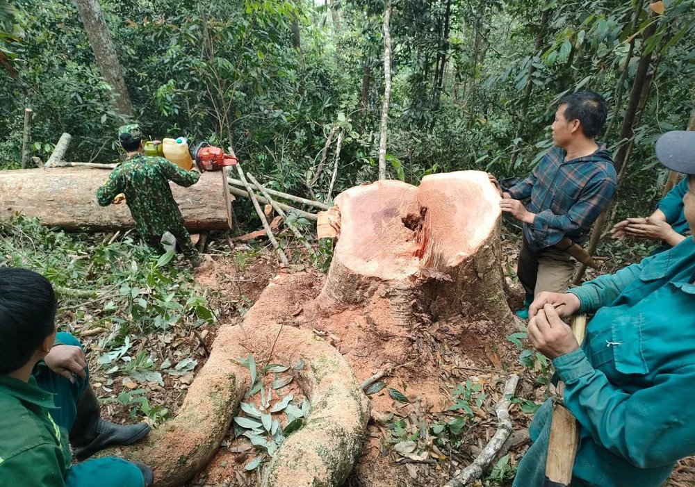 Nhiều ngày mật phục bắt 5 người khai thác gỗ trái phép ở Thanh Hóa - 2.jpg