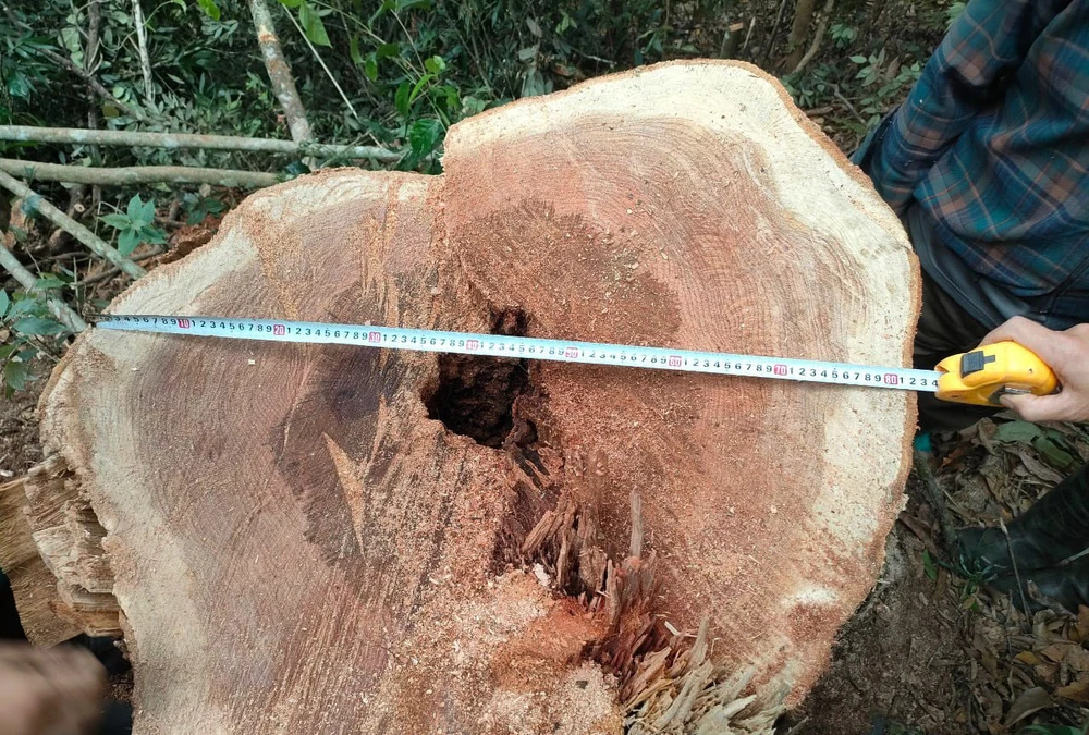 Nhiều ngày mật phục bắt 5 người khai thác gỗ trái phép ở Thanh Hóa -.jpg