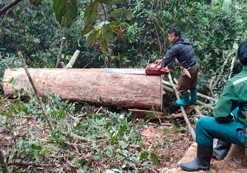 Nhiều ngày mật phục bắt 5 người khai thác gỗ trái phép ở Thanh Hóa - 5.jpg