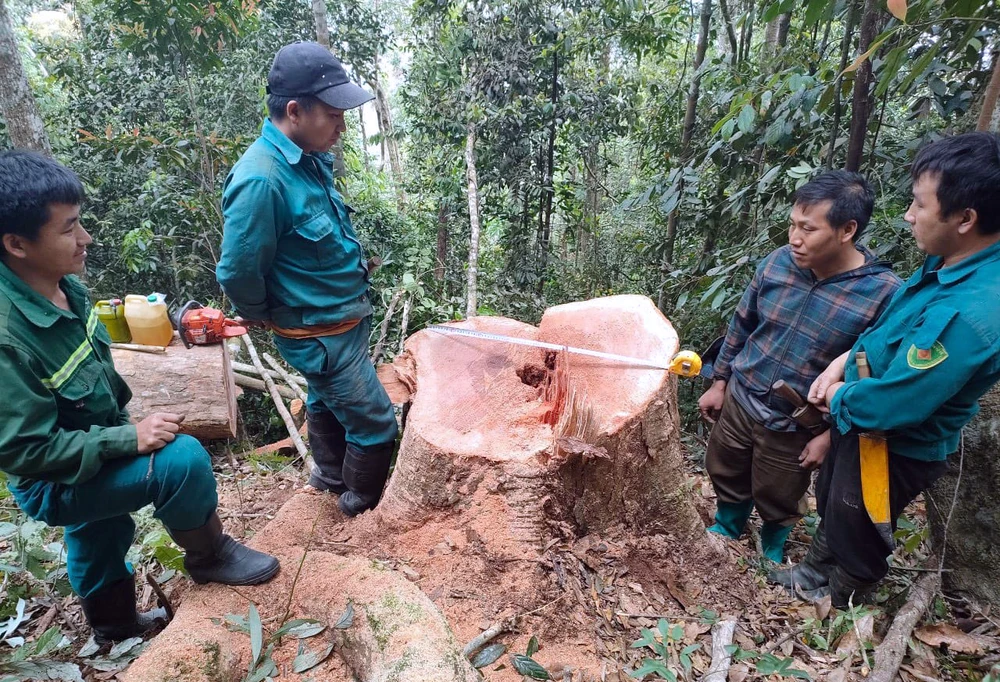 Nhiều ngày mật phục bắt 5 người khai thác gỗ trái phép ở Thanh Hóa - 6.jpg