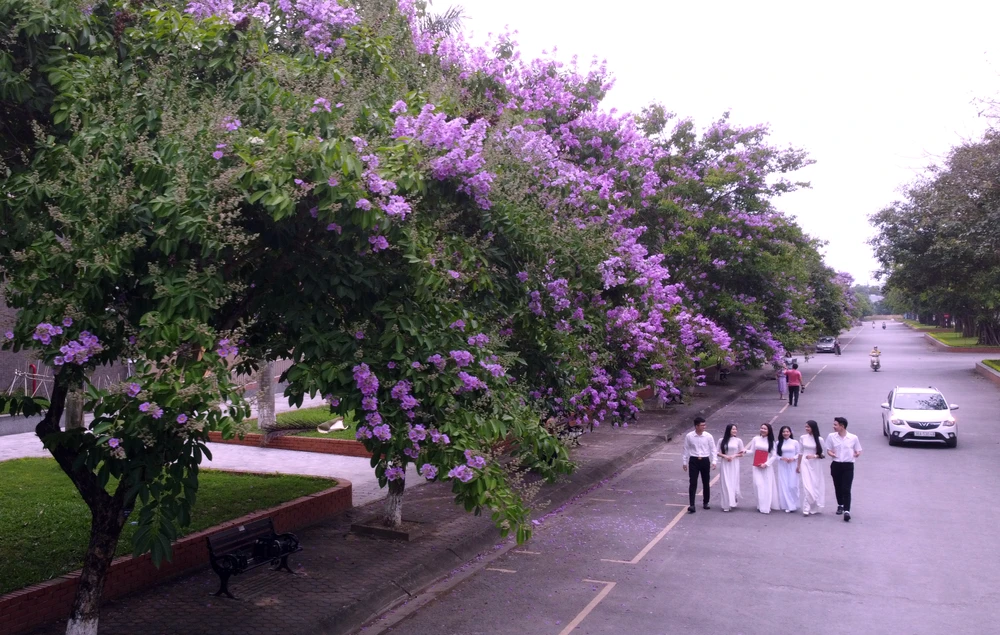 Những bóng hồng trong mùa hoa bằng lăng tím nở rộ ở Thanh Hóa -17.JPG