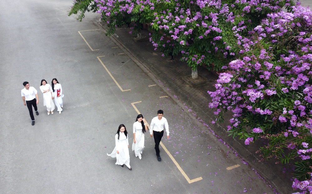 Những bóng hồng trong mùa hoa bằng lăng tím nở rộ ở Thanh Hóa -19.JPG