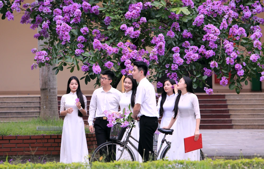 Những bóng hồng trong mùa hoa băng tím nở rộ ở Thanh Hóa - 11.JPG