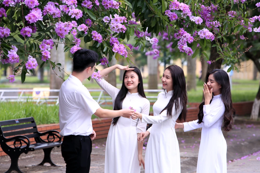 Những bóng hồng trong mùa hoa băng tím nở rộ ở Thanh Hóa -.JPG