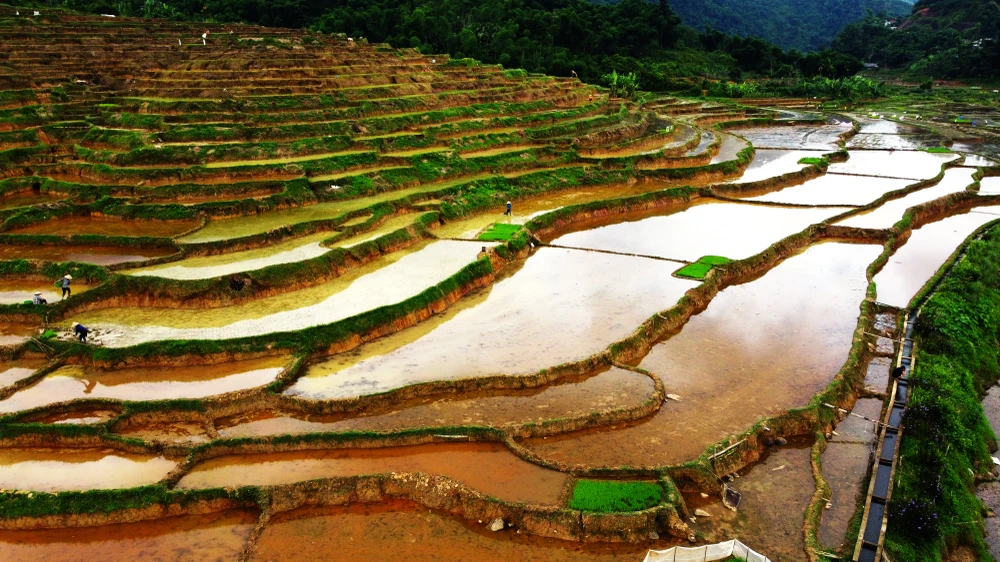 Khung cảnh thơ mộng ruộng bậc thang lung linh nối dài đến chân trời - 12.JPG