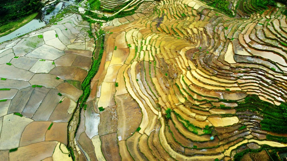 Khung cảnh thơ mộng ruộng bậc thang lung linh nối dài đến chân trời - 7.JPG