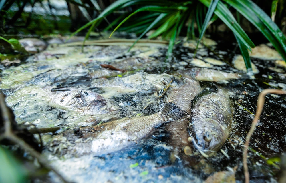 1 trang trại nuôi heo ở Thanh Hóa bị dân tố gây ô nhiễm kênh nước -18.jpg