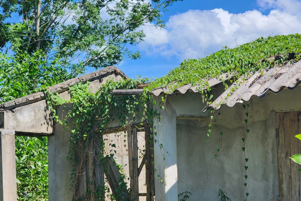 Cảnh hoang tàn làng thanh niên lập nghiệp bỏ làng ở Thanh Hóa - 12.jpg