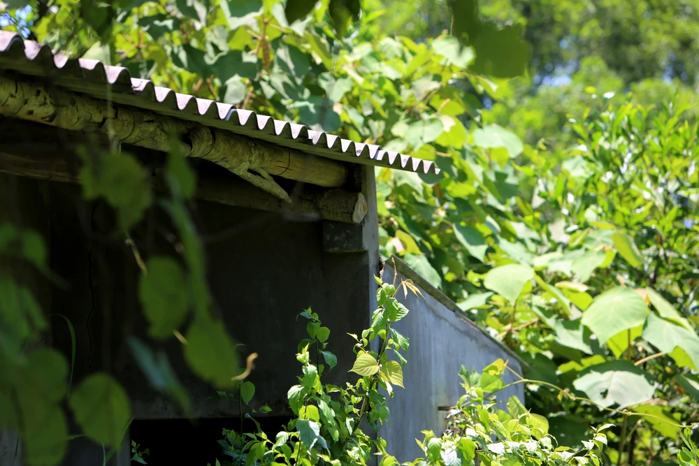 Cảnh hoang tàn làng thanh niên lập nghiệp bỏ làng ở Thanh Hóa - 3.JPG