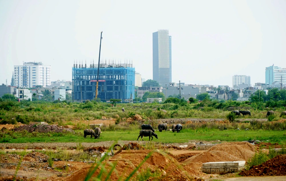 Cảnh khu đô thị 1.200 tỉ đồng ở Thanh Hóa thành nơi chăn thả trâu bò - 12.jpg
