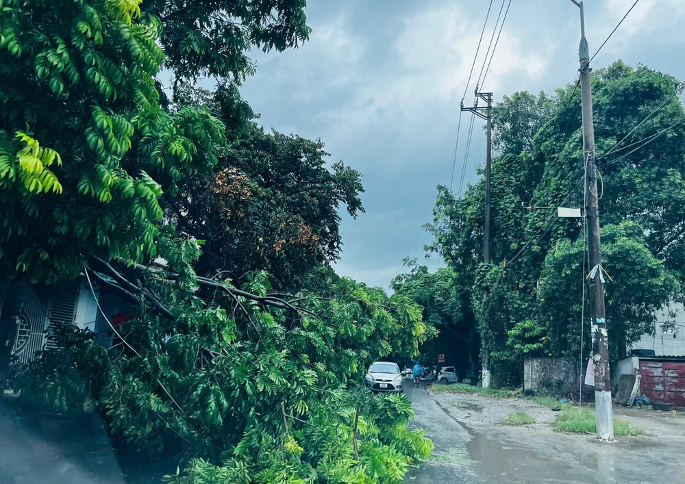 Siêu bão Yagi khiến cây đổ la liệt kèm gió lớn lốc xoáy ở Thanh Hóa - 2.jpg