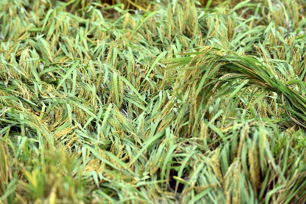 Lúa ngập úng đổ rạp sau bão số 3, nông dân ‘chạy’ gặt mong lời bát phở - 114.JPG