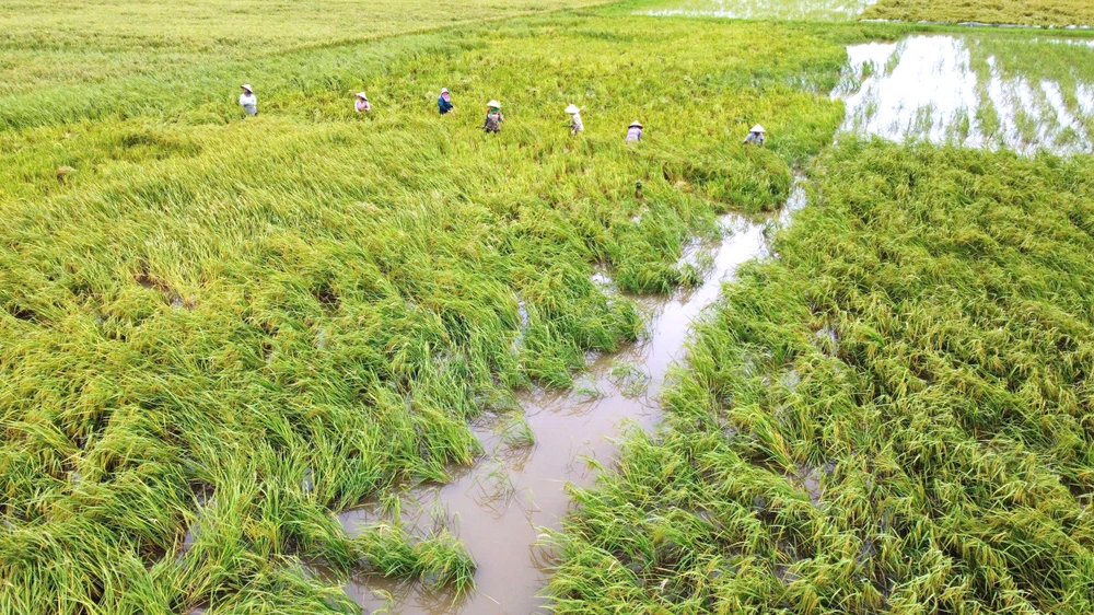 Lúa ngập úng đổ rạp sau bão số 3, nông dân ‘chạy’ gặt mong lời bát phở - 16.jpg