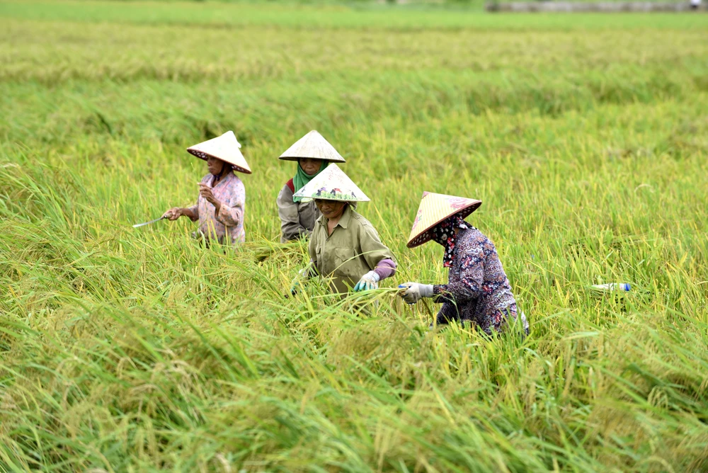 Lúa ngập úng đổ rạp sau bão số 3, nông dân ‘chạy’ gặt mong lời bát phở - 18.JPG