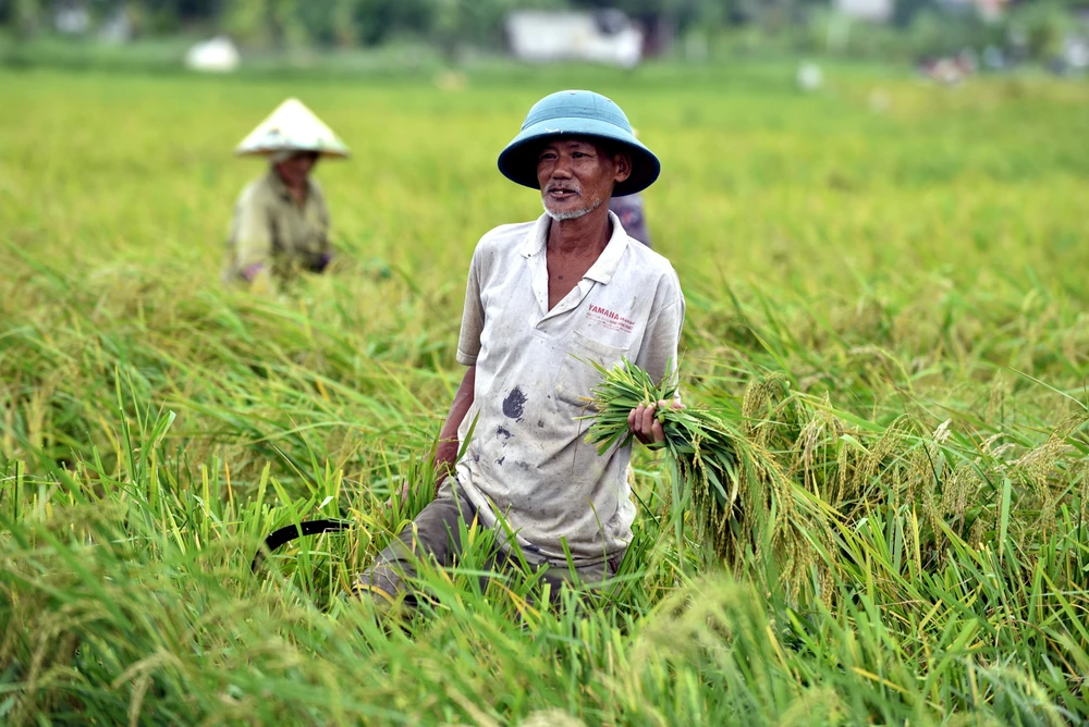 Lúa ngập úng đổ rạp sau bão số 3, nông dân ‘chạy’ gặt mong lời bát phở - 2.JPG