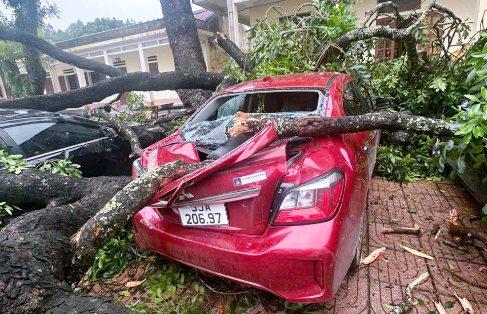 Hàng loạt ô tô bị cây đè bẹp dúm hư hỏng ở Thanh Hóa -.jpg