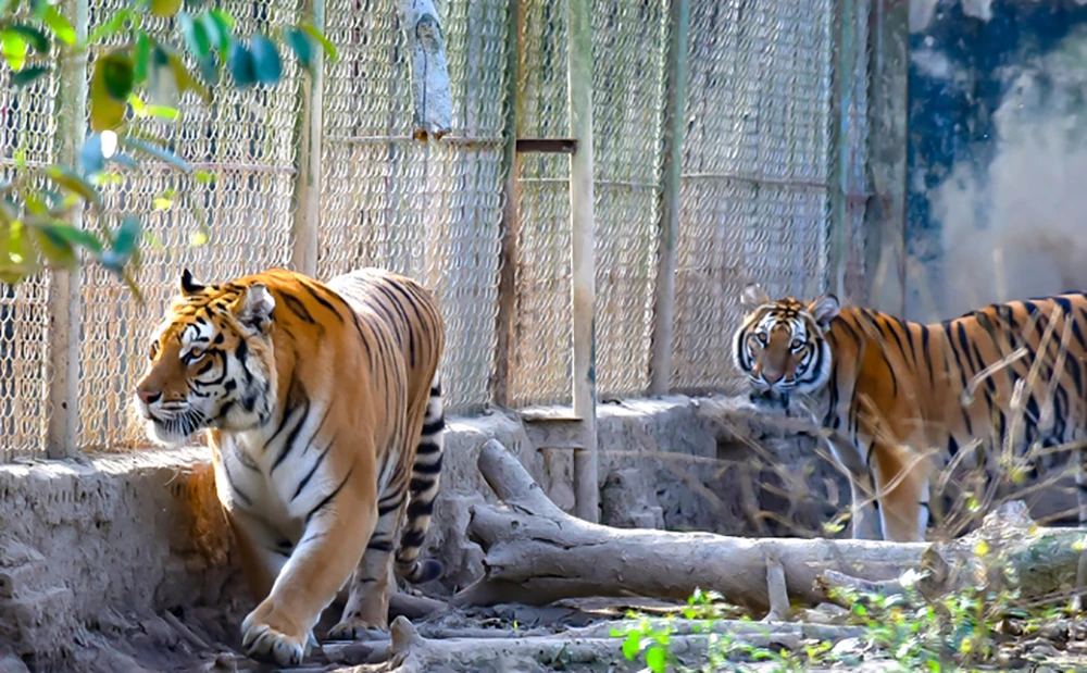 2 cá thể hổ chết ở trang trại nuôi nhốt trái phép ở Thanh Hóa - 3.jpg