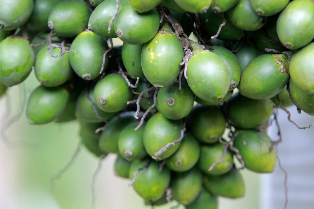 Nông dân bội thu nhờ giá cau quả biến động như giá vàng - 2.JPG