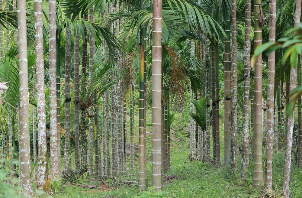 Nông dân bội thu nhờ giá cau quả biến động như giá vàng - 4.JPG