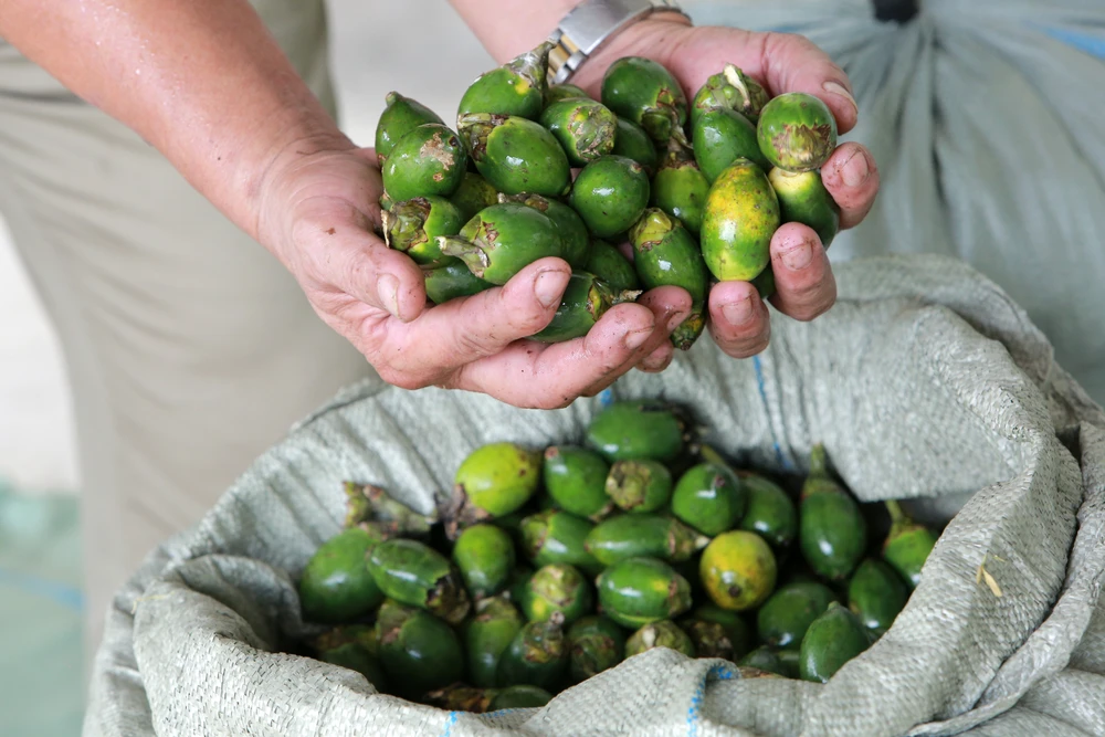 Nông dân bội thu nhờ giá cau quả biến động như giá vàng - 8.JPG