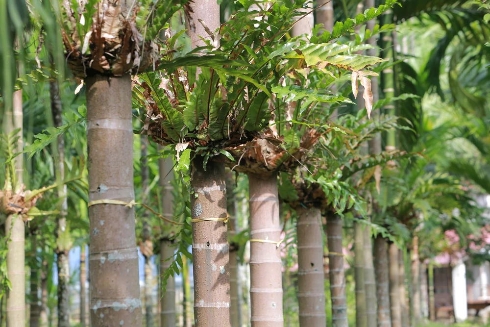 Nông dân bội thu nhờ giá cau quả biến động như giá vàng - 9.JPG