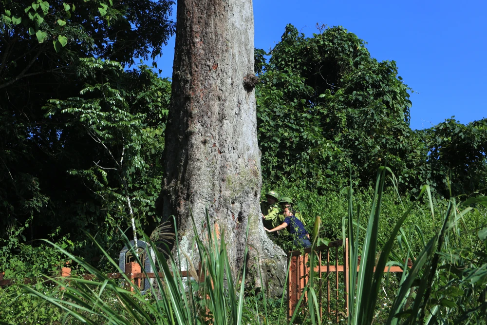 Cận cảnh cây lim xanh duy nhất 700 năm tuổi ở Thanh Hóa -2.JPG