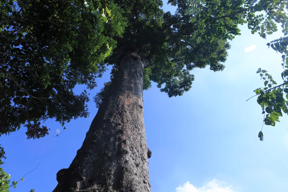 Cận cảnh cây lim xanh duy nhất 700 năm tuổi ở Thanh Hóa -5.JPG