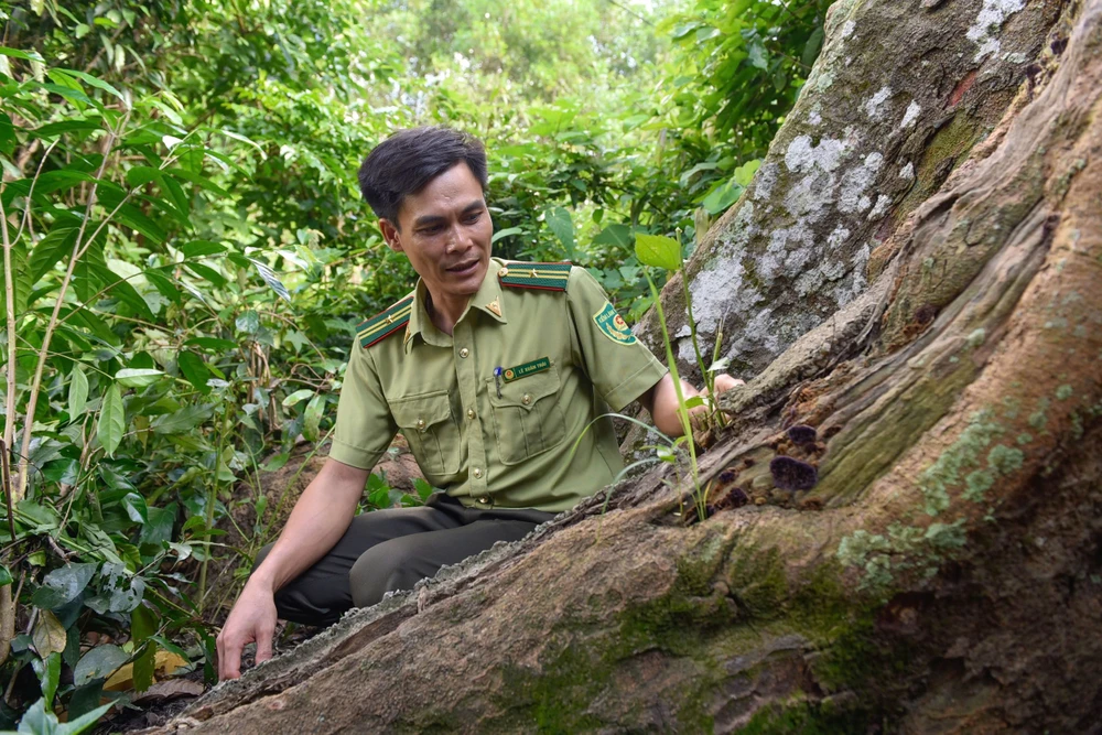 Cận cảnh cây lim xanh duy nhất 700 năm tuổi ở Thanh Hóa -7.jpg