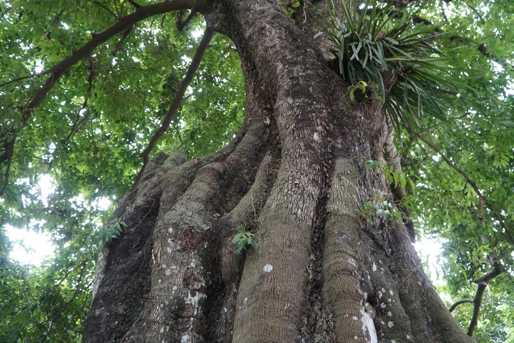 Cận cảnh cây thị 700 năm tuổi ở Thanh Hóa -10.jpg