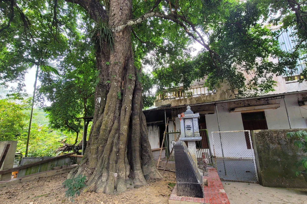 Cận cảnh cây thị 700 năm tuổi ở Thanh Hóa -5.jpg