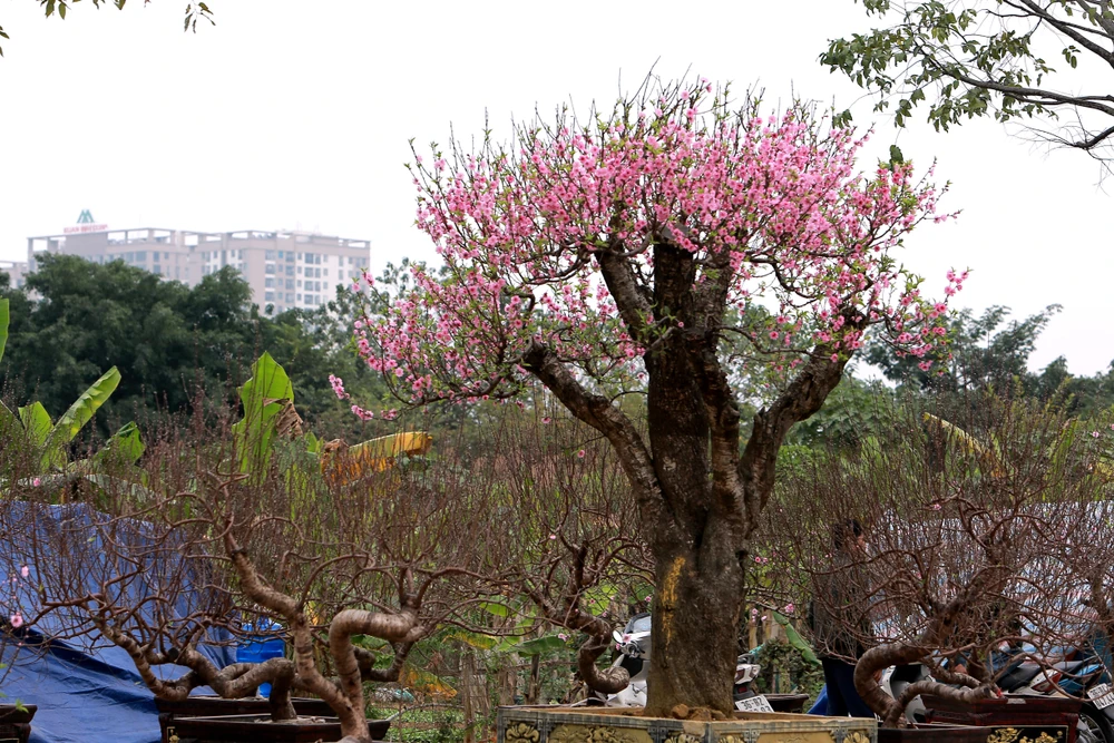 Thương lái buôn đào quất mòn mỏi chờ người mua chơi Tết Nguyên Đán -2.JPG