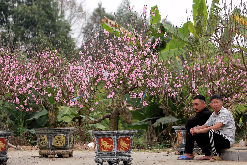Thương lái buôn đào quất mòn mỏi chờ người mua chơi Tết Nguyên Đán -4.JPG