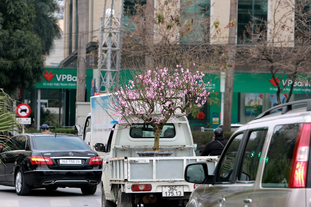 Thương lái buôn đào quất mòn mỏi chờ người mua chơi Tết Nguyên Đán -.JPG