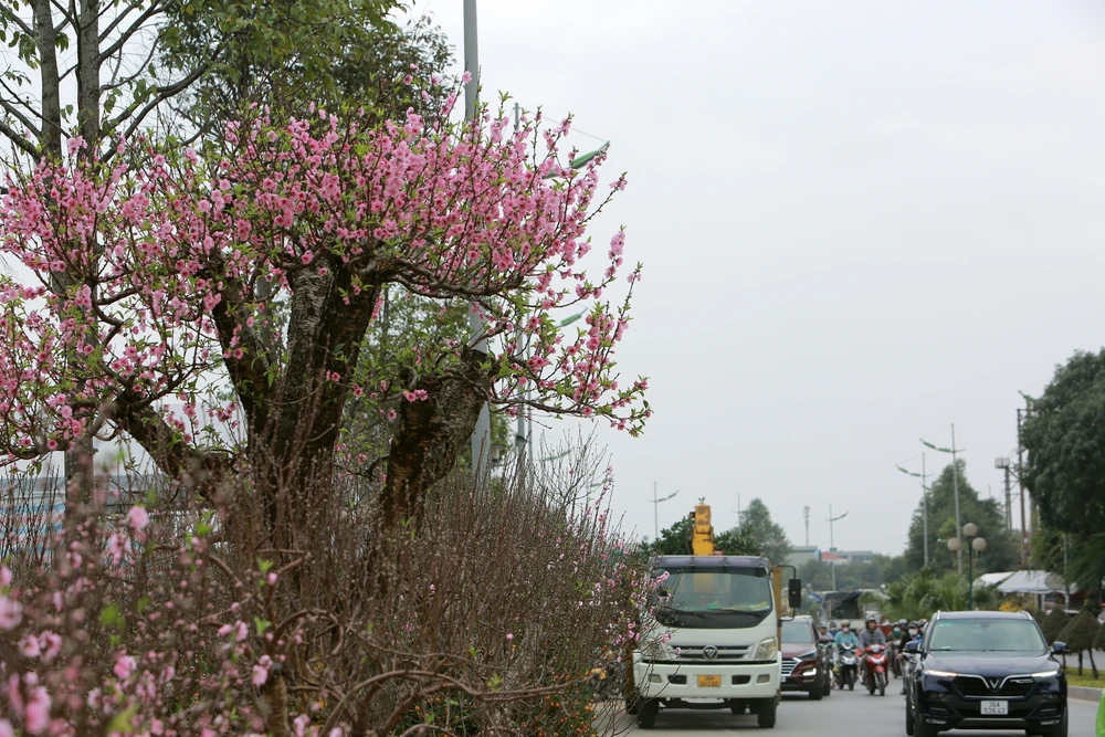 Thương lái buôn đào quất mòn mỏi chờ người mua chơi Tết Nguyên Đán -7.JPG