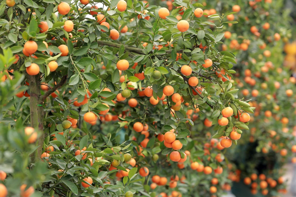 Thương lái buôn đào quất mòn mỏi chờ người mua chơi Tết Nguyên Đán -9.JPG