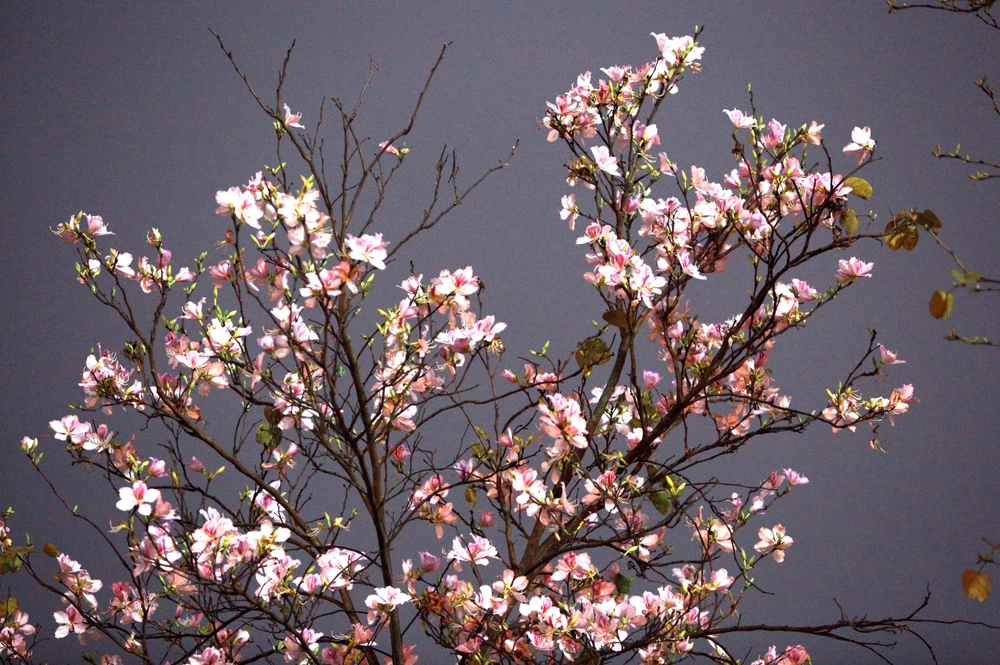 hoa ban Thanh Hóa.jpg