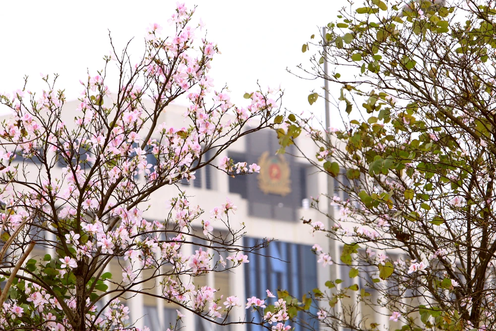 Ngắm hoa ban Tây Bắc nở rộ rực rỡ giữa lòng xứ Thanh - 10.JPG