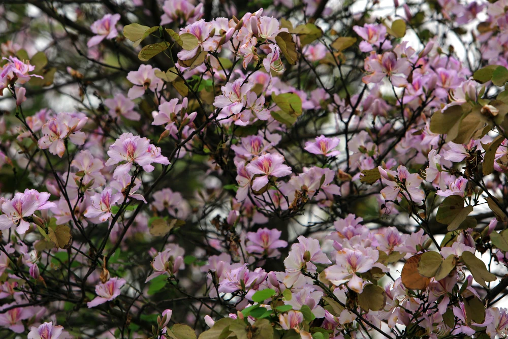 Ngắm hoa ban Tây Bắc nở rộ rực rỡ giữa lòng xứ Thanh - 14.JPG